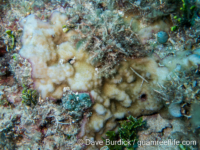 Montipora sp. tuberculate D