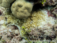 Montipora sp. tuberculate D