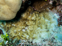 Montipora sp. tuberculate D