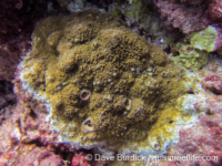 Montipora sp. tuberculate E