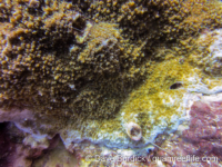 Montipora sp. tuberculate E