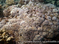 Montipora sp. tuberculate F