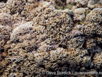 Montipora sp. tuberculate F