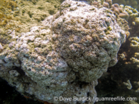 Montipora sp. tuberculate F