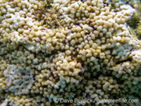 Montipora sp. tuberculate F