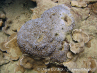 Montipora sp. tuberculate G