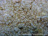 Montipora sp. tuberculate G