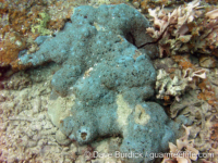 Montipora sp. tuberculate G