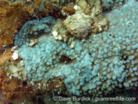Montipora sp. tuberculate G