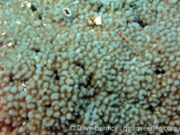 Montipora sp. tuberculate G