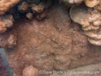 Montipora sp. tuberculate G