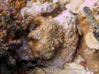 Montipora sp. tuberculate H