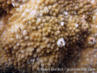 Montipora sp. tuberculate H