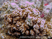 Montipora sp. tuberculate I