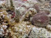 Montipora sp. tuberculate I