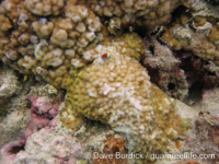 Montipora sp. tuberculate I