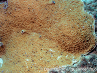 Montipora sp. tuberculate J