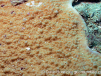 Montipora sp. tuberculate J