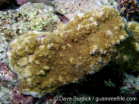 Montipora sp. tuberculate K