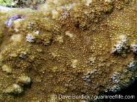 Montipora sp. tuberculate K