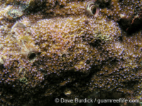 Montipora sp. tuberculate K