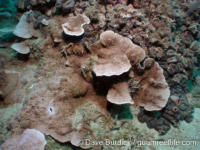 Montipora sp. tuberculate L