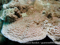 Montipora sp. tuberculate L