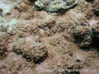 Montipora sp. tuberculate L