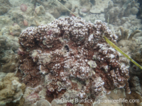 Montipora sp. tuberculate L