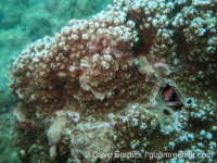 Montipora sp. tuberculate L