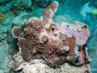 Montipora sp. tuberculate L