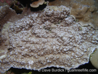 Montipora sp. tuberculate L