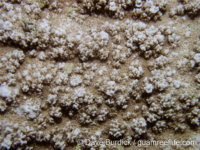 Montipora sp. tuberculate L