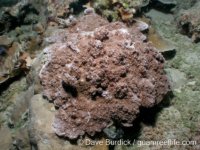 Montipora sp. tuberculate L