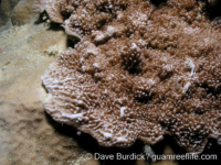 Montipora sp. tuberculate L