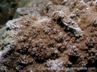 Montipora sp. tuberculate L