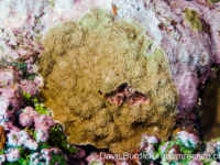 Montipora sp. tuberculate M (Wallis)