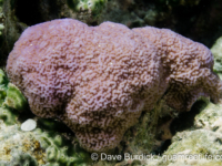 Montipora sp. tuberculate M (Wallis)