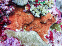 Montipora sp. tuberculate M (Wallis)