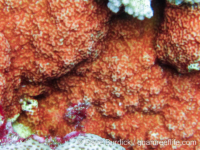 Montipora sp. tuberculate M (Wallis)