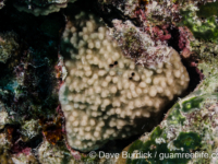 Montipora sp. tuberculate N (Wallis)