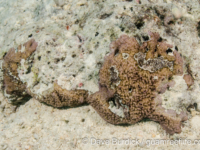 Montipora sp. tuberculate N (Wallis)
