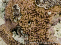 Montipora sp. tuberculate N (Wallis)