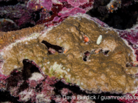 Montipora sp. tuberculate O (Wallis)