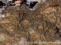 Montipora sp. tuberculate O (Wallis)