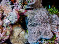 Montipora sp. tuberculate P (Wallis)