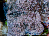 Montipora sp. tuberculate P (Wallis)