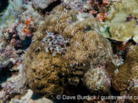 Montipora sp. tuberculate Q (Wallis)