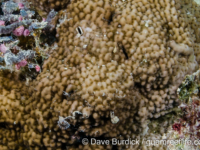 Montipora sp. tuberculate Q (Wallis)