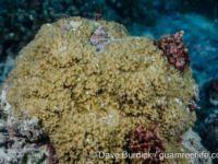 Montipora sp. tuberculate R (Wallis)